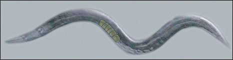 The Worms Can Produce Both Sperm and Eggs